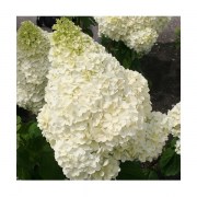 Hydrangea paniculata Silver Dollar / Fehér virágú Bugás Hortenzia